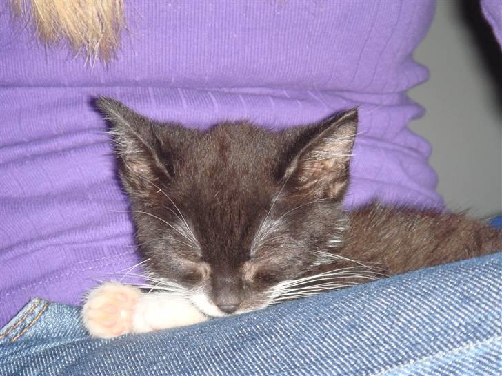 Huskat Figaro - sove igen ? det var den dag jeg fik ham billede 6