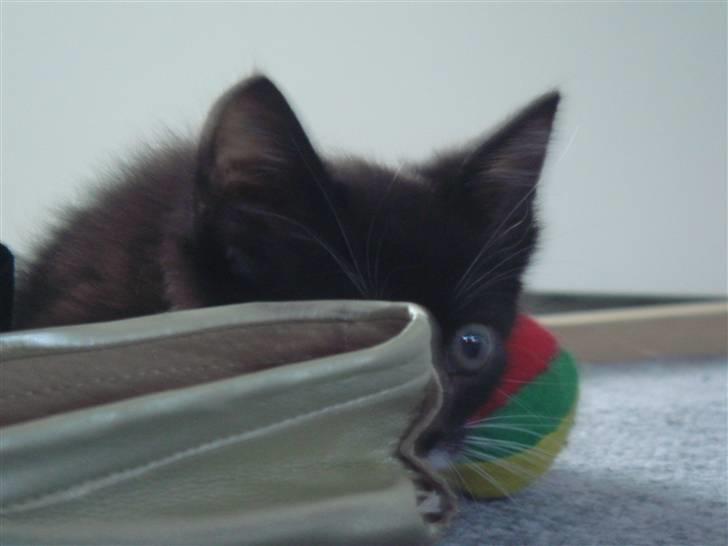 Huskat Figaro - jeg gemmer mig billede 7