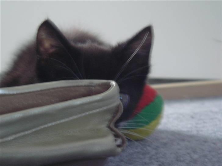 Huskat Figaro - jeg kommer ikke frem :) billede 8