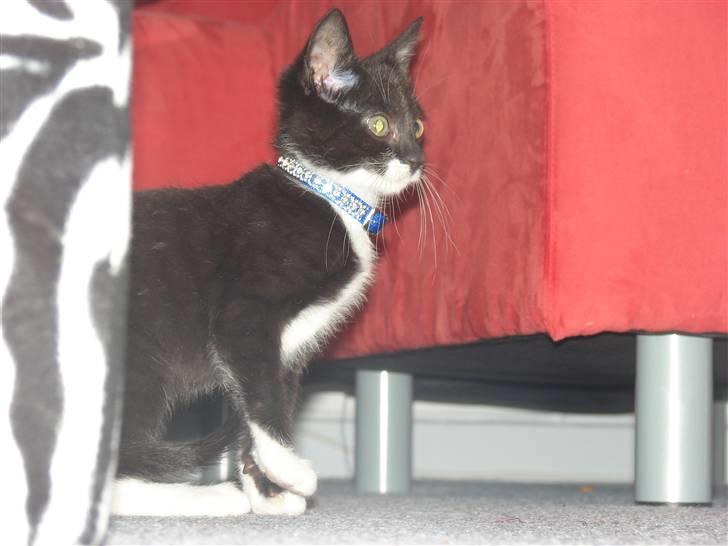 Huskat Figaro - diamant halsbånd :) billede 9