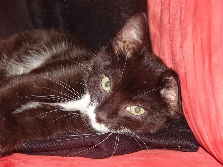 Huskat Figaro billede 10