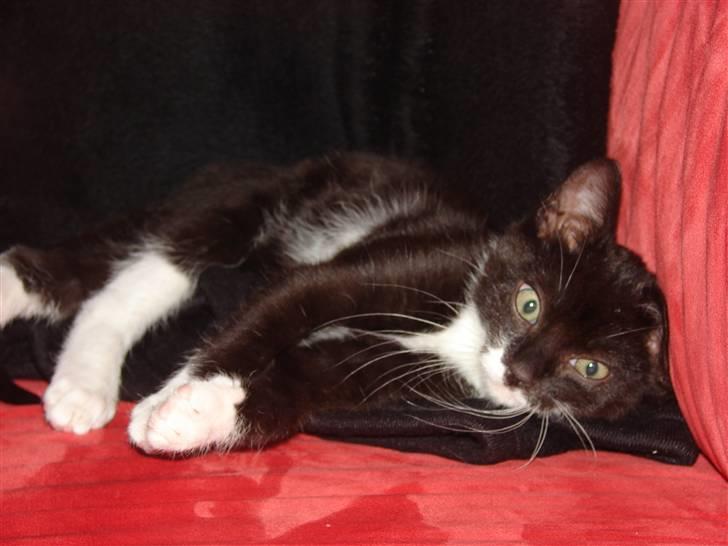 Huskat Figaro - :) billede 11