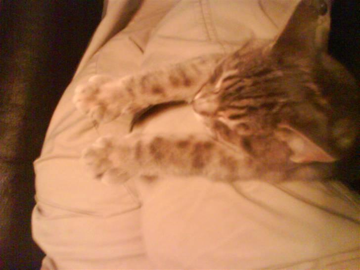 Huskat Mille - ja hun ligger altså på de mest besyndelige måder billede 12