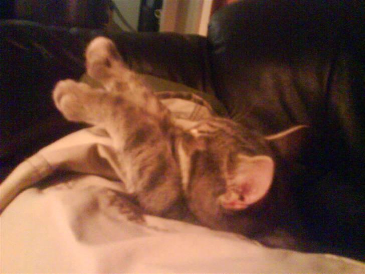 Huskat Mille - også ret besynderligt billede 13