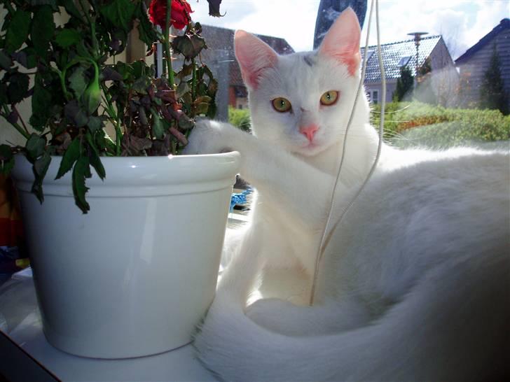 Huskat Akito (Pølle) Væk :( - Velkommen til Pølles profil :) billede 1