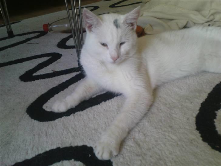 Huskat Akito (Pølle) Væk :( - Store flotte Pølle :) 11 mdr. billede 2