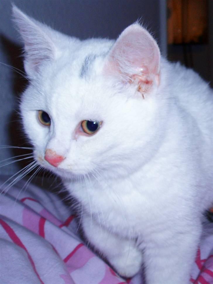 Huskat Akito (Pølle) Væk :( - Pølle 12 uger :) billede 3