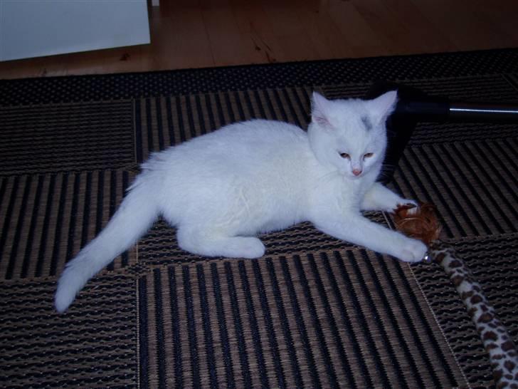 Huskat Akito (Pølle) Væk :( - Min lille pelsklump :) 12 uger billede 4