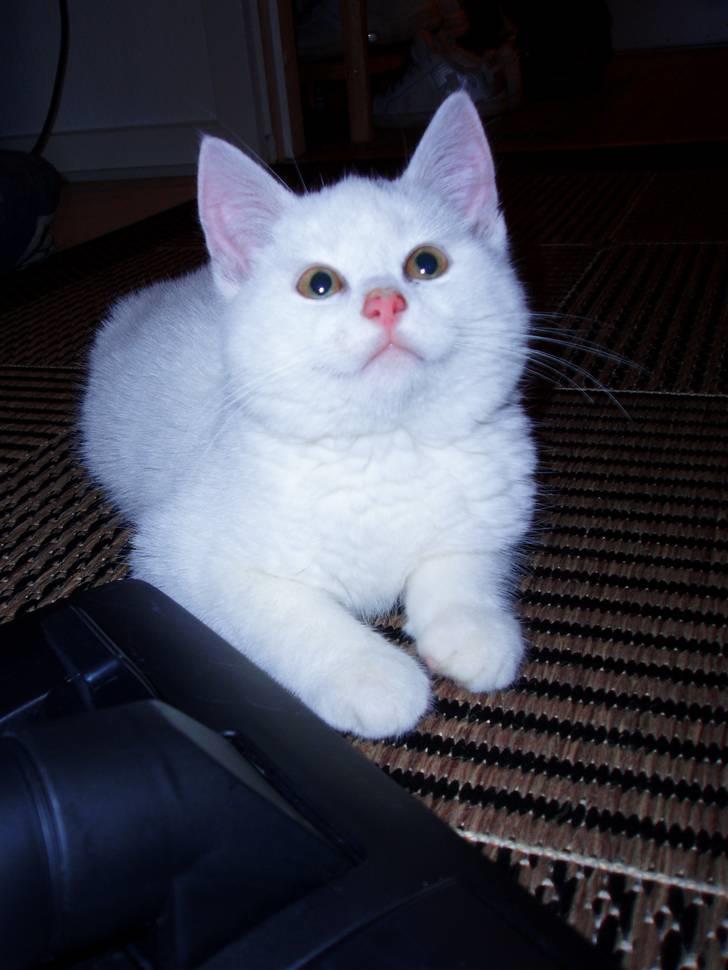 Huskat Akito (Pølle) Væk :( - Hej smukke :) billede 5