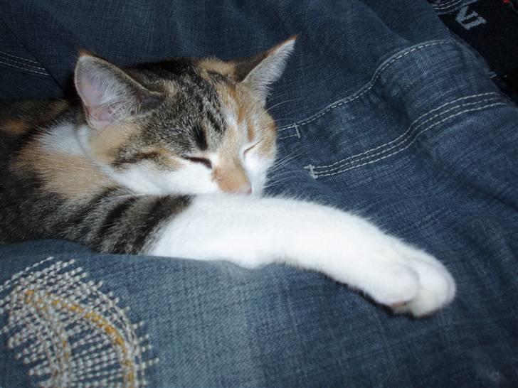 Huskat Amili (Mille) - "Nøøj hvor er det hårdt at være mig" ;) billede 14