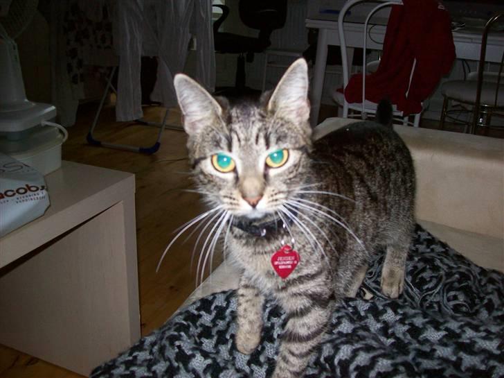 Huskat Freja billede 1