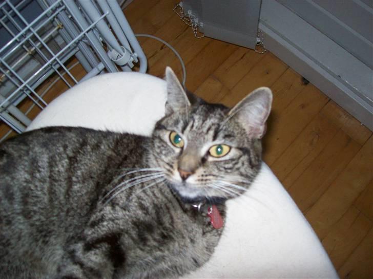 Huskat Freja billede 2