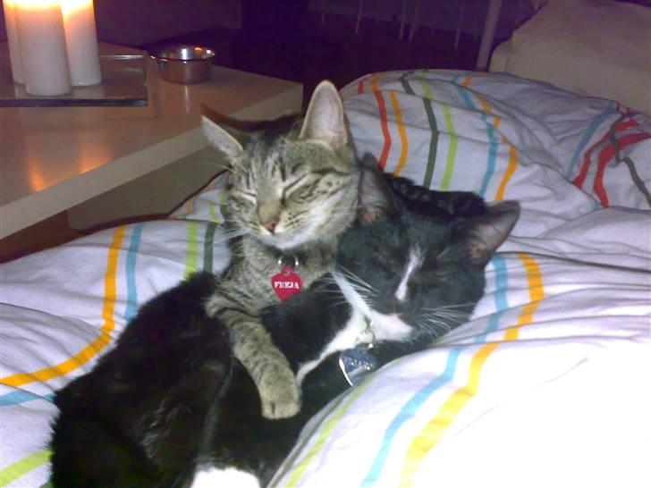 Huskat Freja billede 3