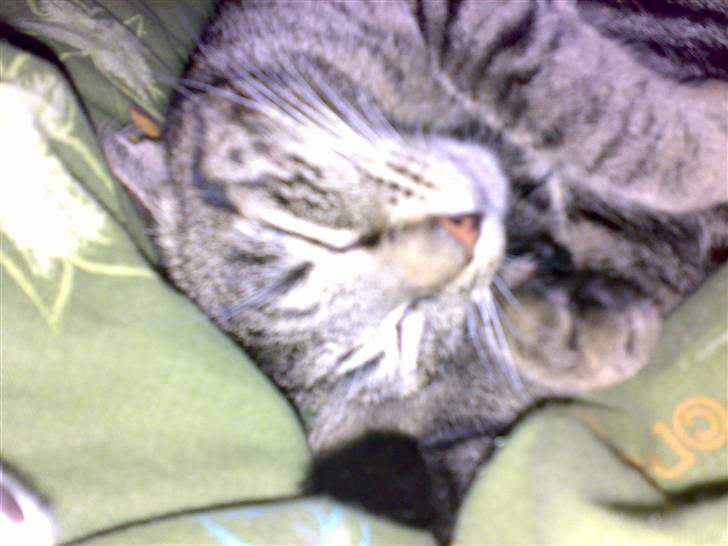 Huskat Freja billede 4