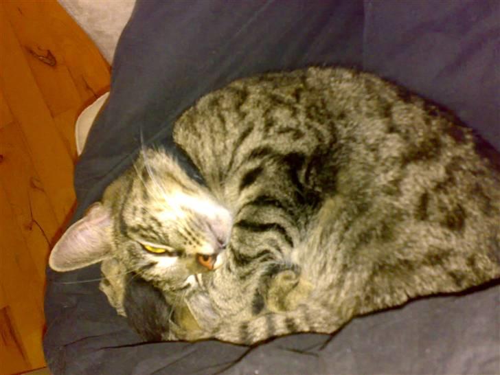 Huskat Freja billede 5