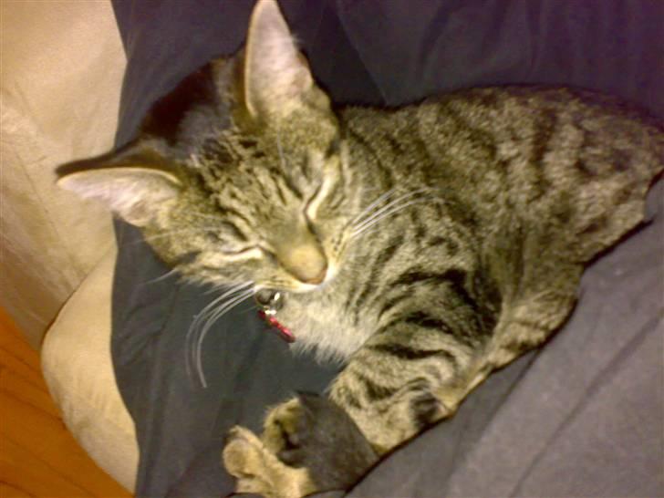 Huskat Freja billede 6