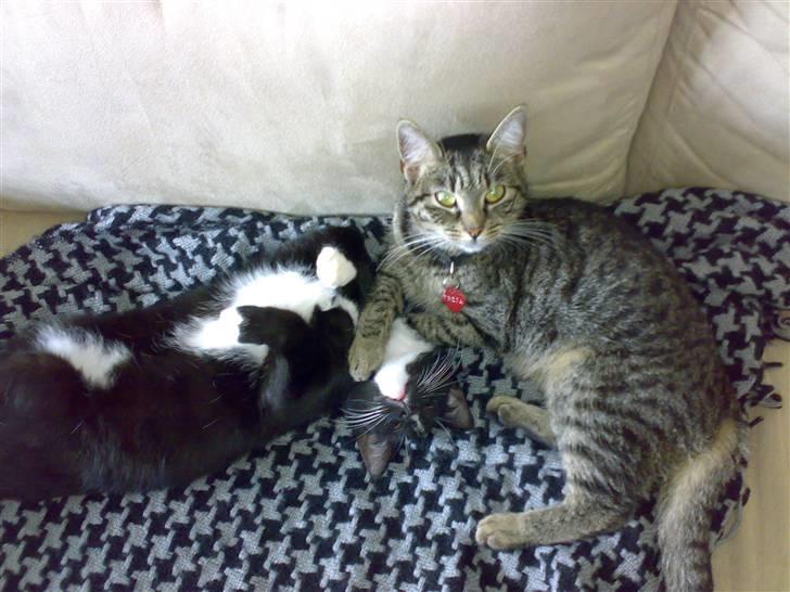 Huskat Freja billede 7