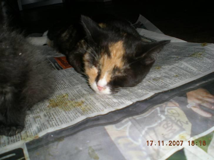 Blanding af racer Kiddi billede 10