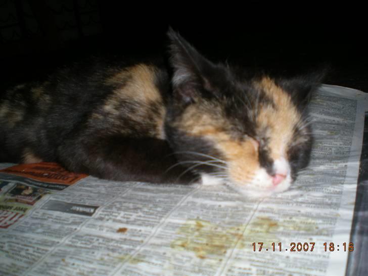 Blanding af racer Kiddi billede 11