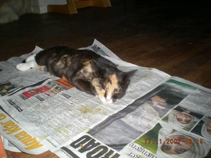 Blanding af racer Kiddi billede 12