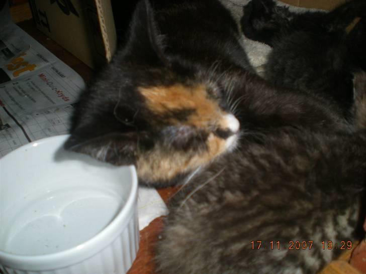 Blanding af racer Kiddi billede 13