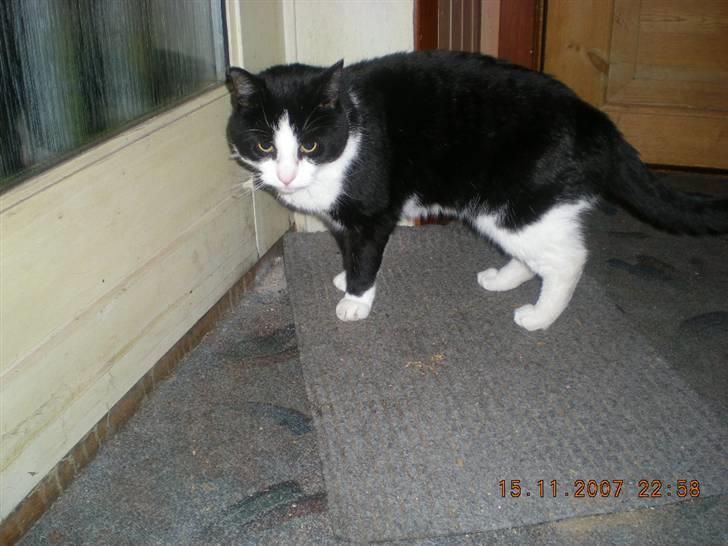 Huskat BabyKat-Samson billede 4