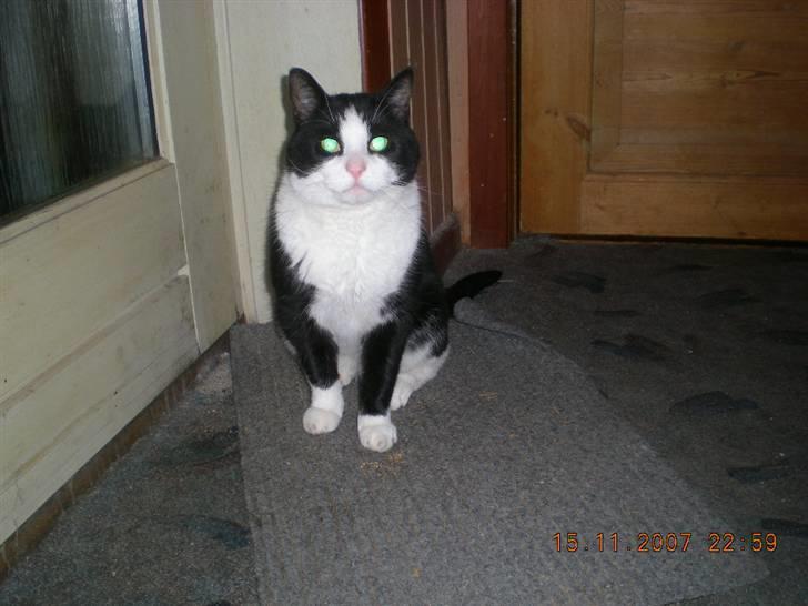 Huskat BabyKat-Samson billede 5