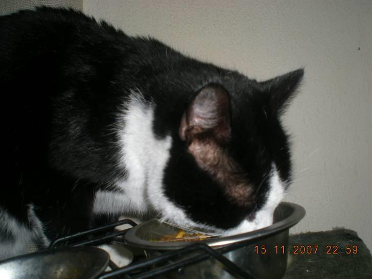 Huskat BabyKat-Samson billede 6