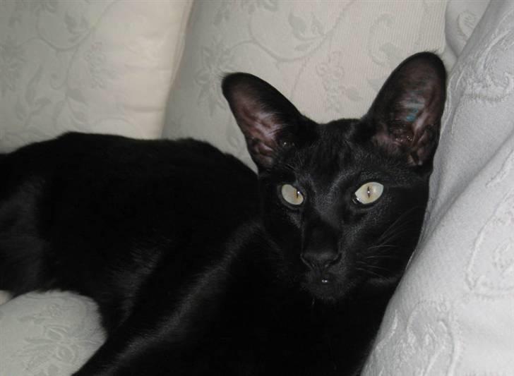 Orientaler Cato (André Thaie Bamboo) billede 1