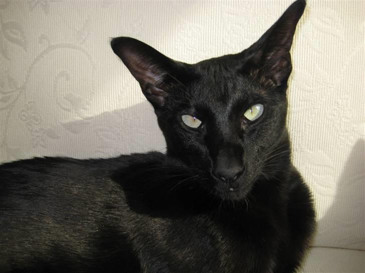 Orientaler Cato (André Thaie Bamboo) billede 2