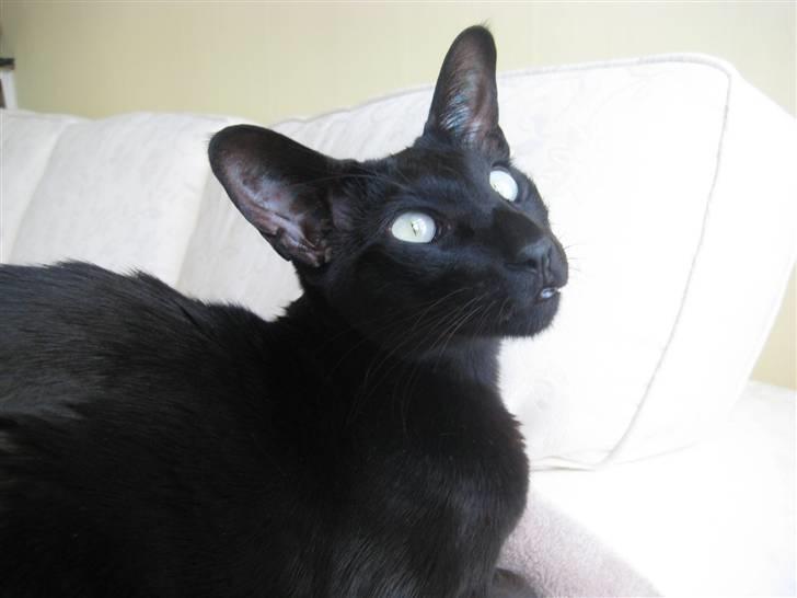 Orientaler Cato (André Thaie Bamboo) billede 3