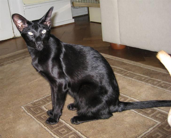 Orientaler Cato (André Thaie Bamboo) billede 4