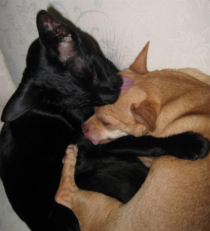 Orientaler Cato (André Thaie Bamboo) billede 5