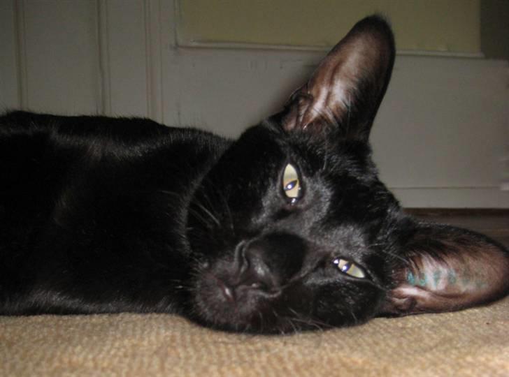 Orientaler Cato (André Thaie Bamboo) billede 6