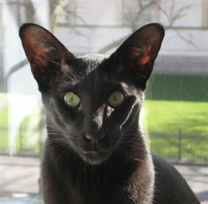 Orientaler Cato (André Thaie Bamboo) billede 7