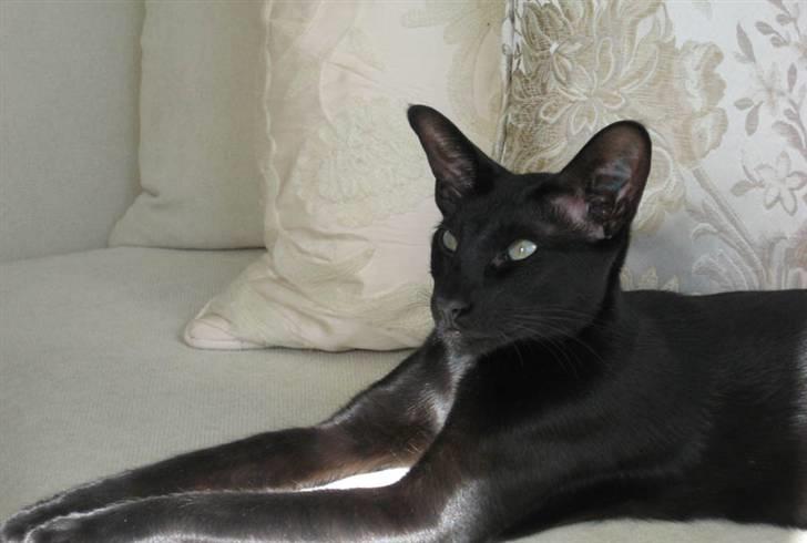 Orientaler Cato (André Thaie Bamboo) billede 8