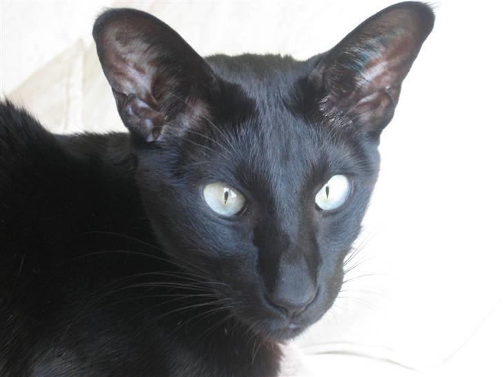 Orientaler Cato (André Thaie Bamboo) billede 9