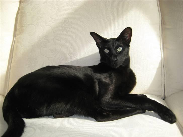 Orientaler Cato (André Thaie Bamboo) billede 10