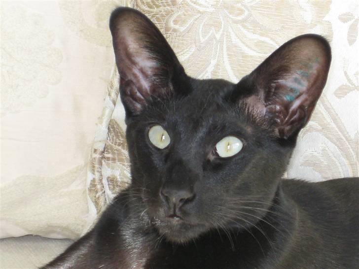 Orientaler Cato (André Thaie Bamboo) billede 11