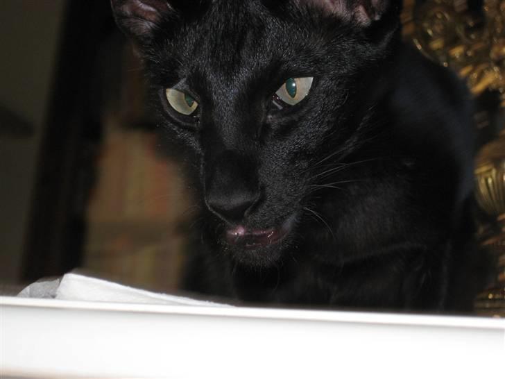 Orientaler Cato (André Thaie Bamboo) billede 12