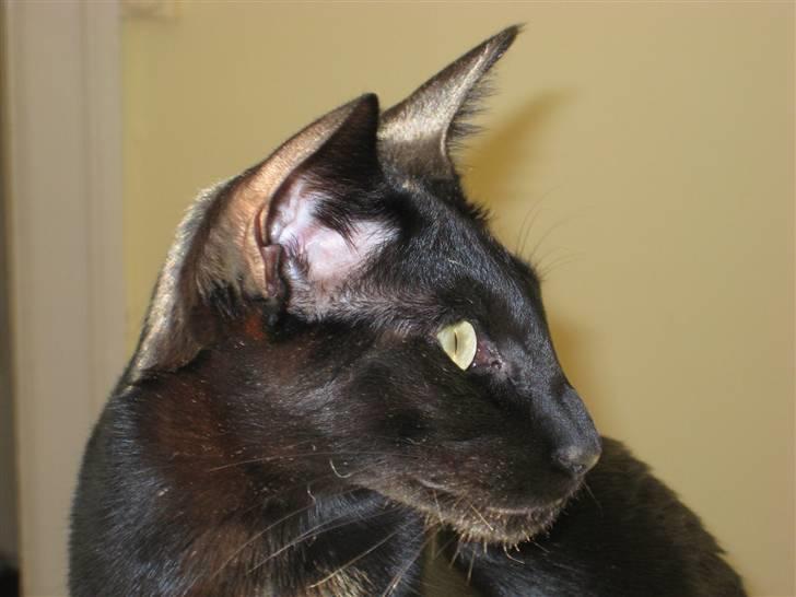 Orientaler Cato (André Thaie Bamboo) billede 13