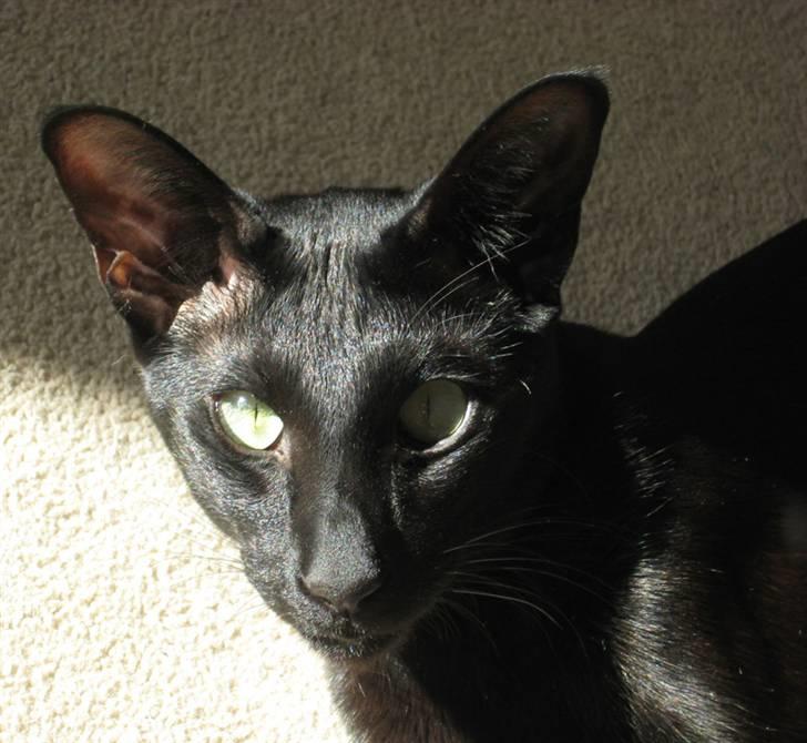 Orientaler Cato (André Thaie Bamboo) billede 14