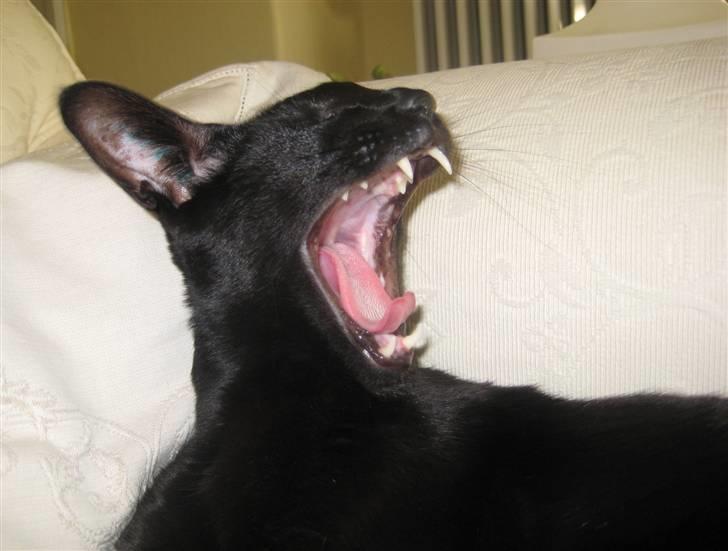 Orientaler Cato (André Thaie Bamboo) - 28/10-2008  Cato gaber igennem efter en ordentlig lur :-) billede 15