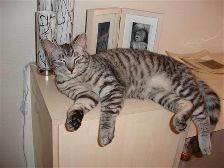 Blanding af racer Brede billede 6