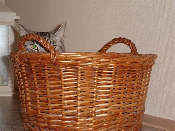 Blanding af racer Brede billede 7