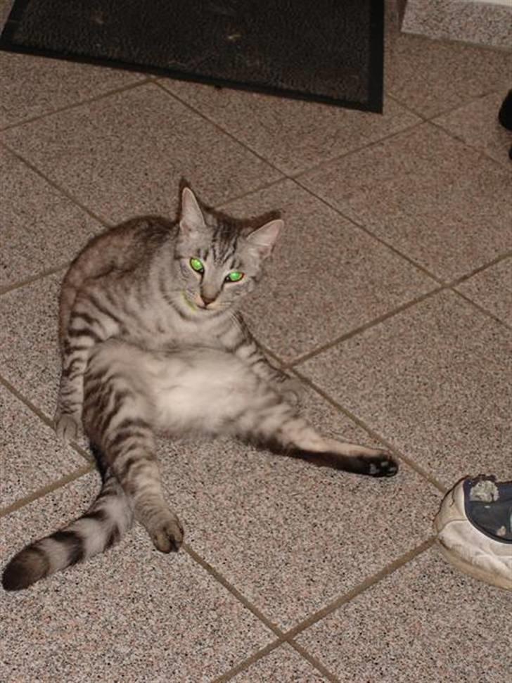 Blanding af racer Brede billede 8