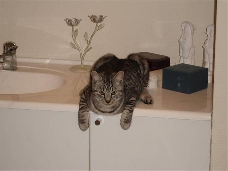 Blanding af racer Brede billede 9