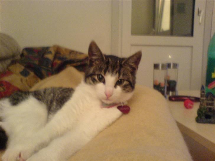 Huskat Trunte † R.I.P. † - fotomodellen Trunte billede 1