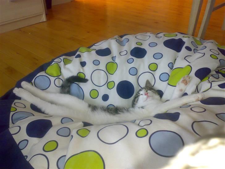 Huskat Trunte † R.I.P. † - se hvor stor jeg er :-D billede 3