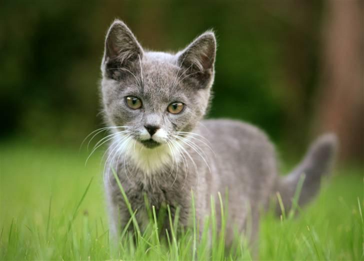 Huskat Sally af Ll. Stokkebjerg - Hittebarnet Sally. Her er hun en uge efter "ankomsten", d. 9. aug., og ser skeptisk på fotografen. billede 1